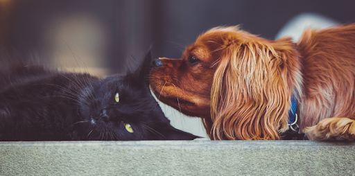 A brown dog resting its nose near a black cat, representing Canadian pet ownership trends and consumer care habits.